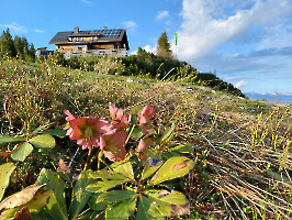 Rund um die Hütte_20